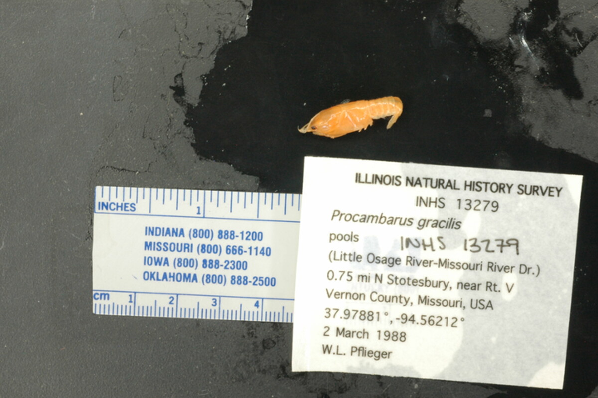 Procambarus (Girardiella) image